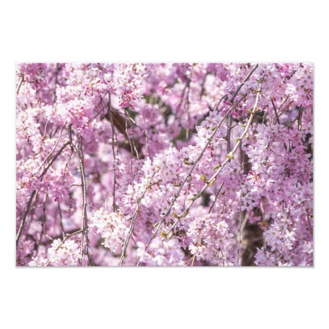 Cherry Blossom Spring Fotodruck (Vorne)