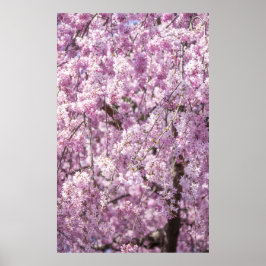 Cherry Blossom Spring Poster