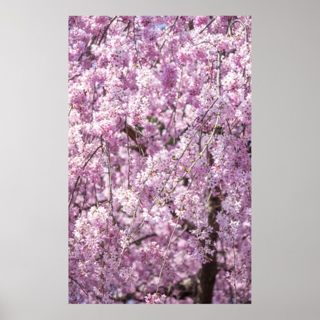 Cherry Blossom Spring Poster (Vorne)