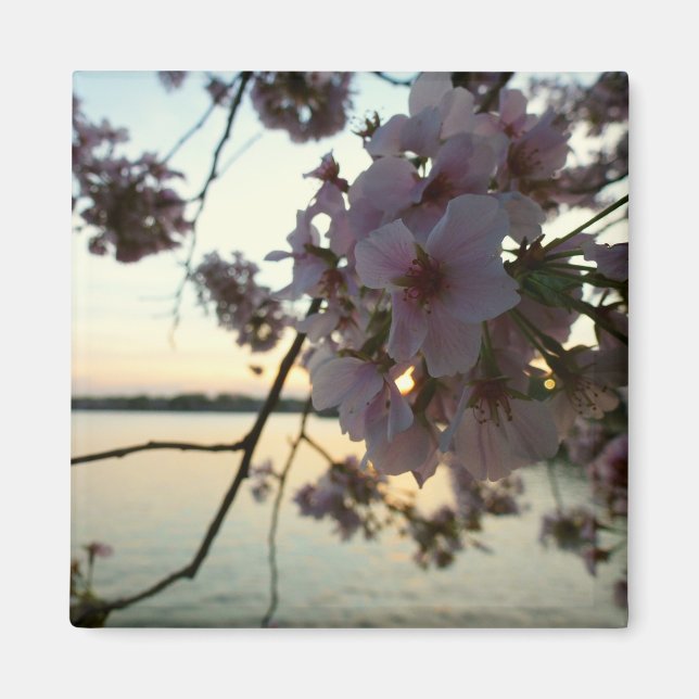 Cherry Blossom Sunset in Washington DC Magnet (Vorne)