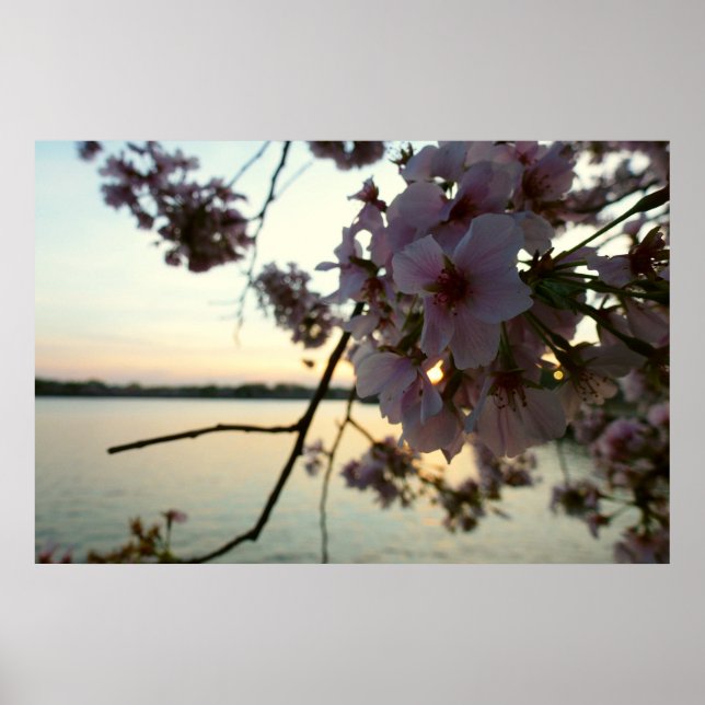 Cherry Blossom Sunset in Washington DC Poster (Vorne)