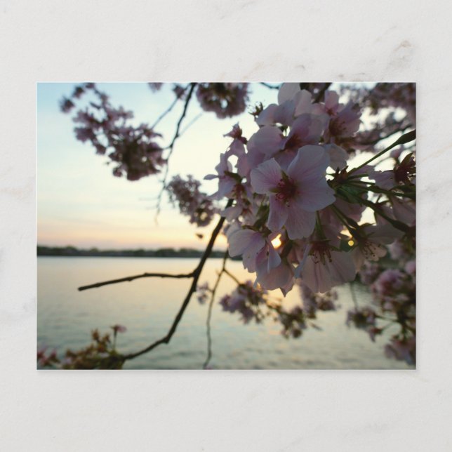 Cherry Blossom Sunset in Washington DC Postkarte (Vorderseite)