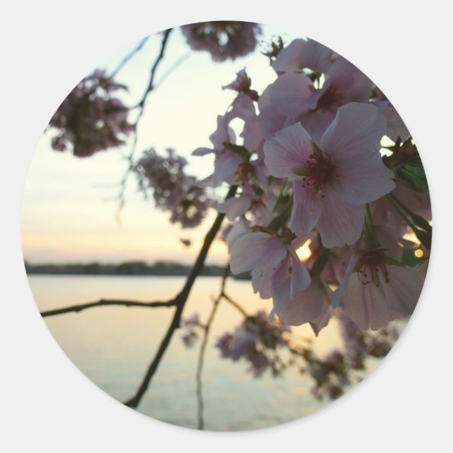 Cherry Blossom Sunset in Washington DC Runder Aufkleber (Vorderseite)