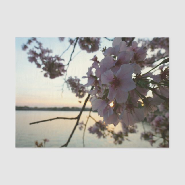 Cherry Blossom Sunset in Washington DC Seidenpapier (Vorderseite)
