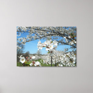 Cherry Blossom Tal Wrapped Canvas Print Leinwanddruck