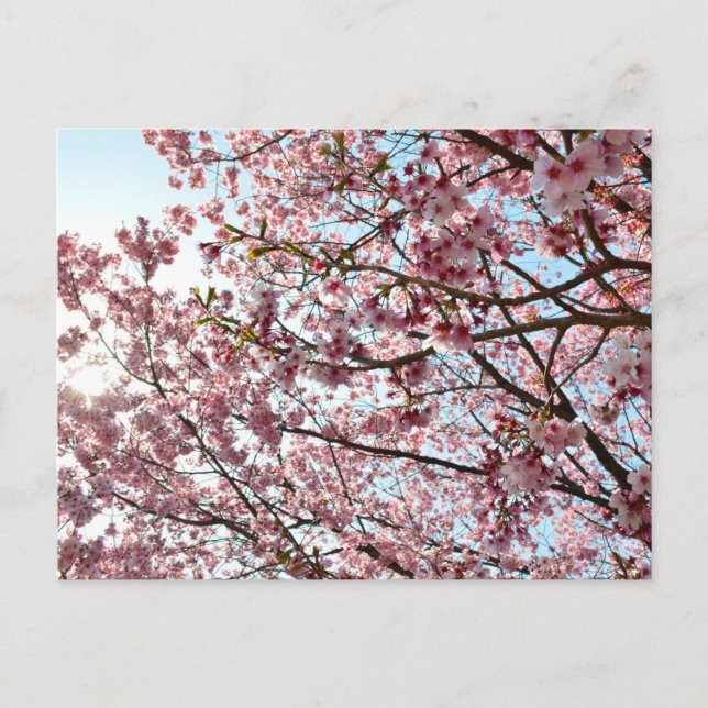 Cherry Blossom: Tokio, Japan Postkarte (Vorderseite)