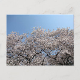Cherry Blossom: Tokio, Japan Postkarte