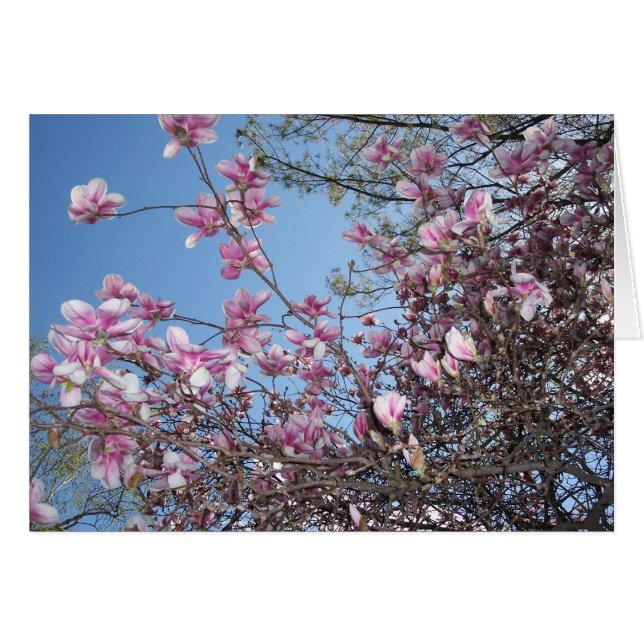 Cherry Blossom Tree (Vorderseite (Horizontal))