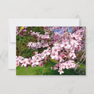 Cherry Blossom Tree im Park Karte