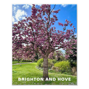 Cherry Blossom Tree Park Brighton Frühlingszeit Fotodruck