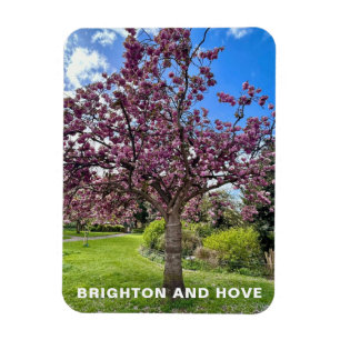 Cherry Blossom Tree Park Brighton Frühlingszeit Magnet