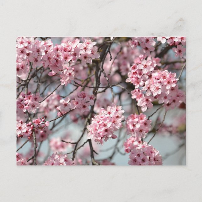 Cherry Blossom Tree Postkarte (Vorderseite)