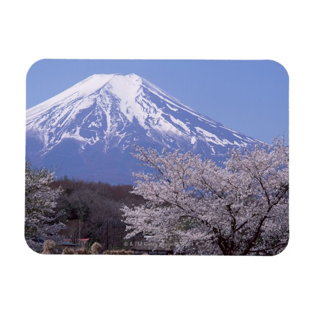 Cherry Blossom und Fuji Magnet (Horizontal)