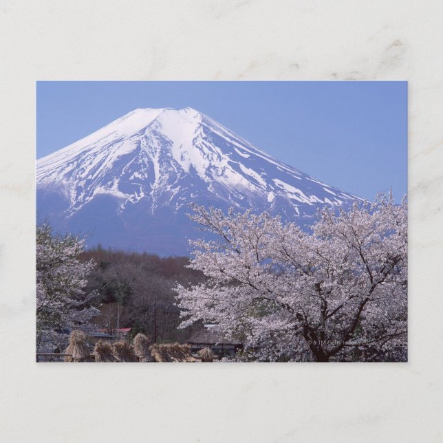 Cherry Blossom und Fuji Postkarte (Vorderseite)
