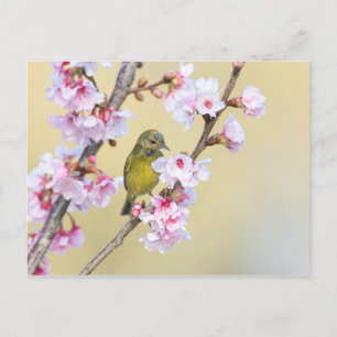 Cherry Blossom und Warbler Postkarte