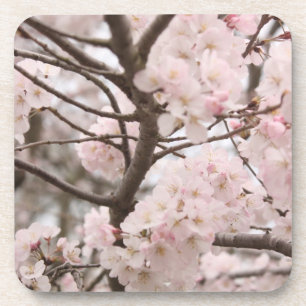 Cherry Blossom Untersetzer