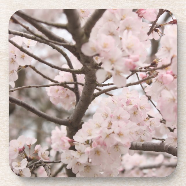 Cherry Blossom Untersetzer (Vorderseite)