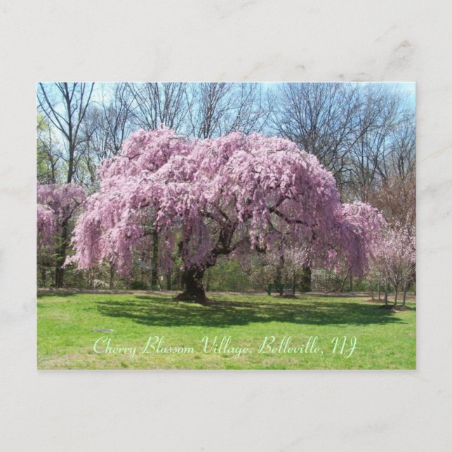 Cherry Blossom Village 03 Postkarte (Vorderseite)