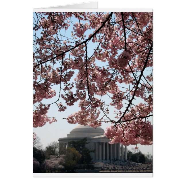 Cherry Blossom Washington DC (Vorne)