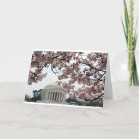 Cherry Blossom Washington DC