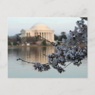 Cherry Blossom Washington DC Postkarte