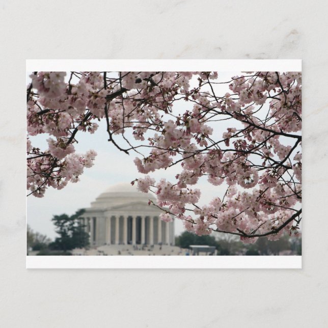 Cherry Blossom Washington DC Postkarte (Vorderseite)