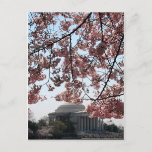 Cherry Blossom Washington DC Postkarte
