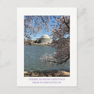 CHERRY BLOSSOM WASHINGTON DC POSTKARTE