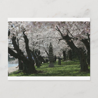 Cherry Blossom Washington DC Postkarte