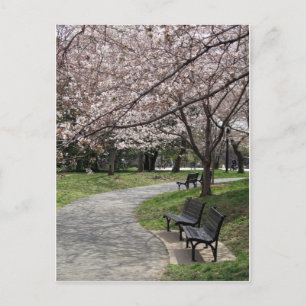 Cherry Blossom Washington DC Postkarte