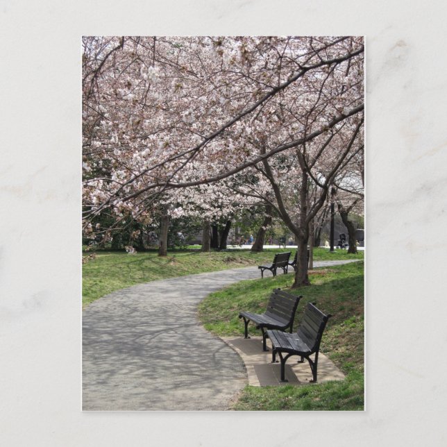 Cherry Blossom Washington DC Postkarte (Vorderseite)