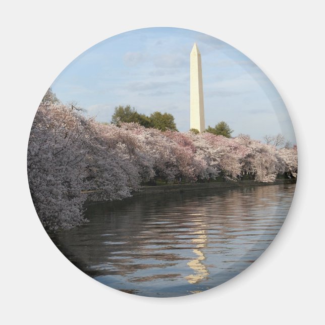 Cherry Blossom Washington Denkmal Magnet (Vorne)