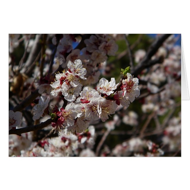Cherry Blossoms (Vorderseite (Horizontal))