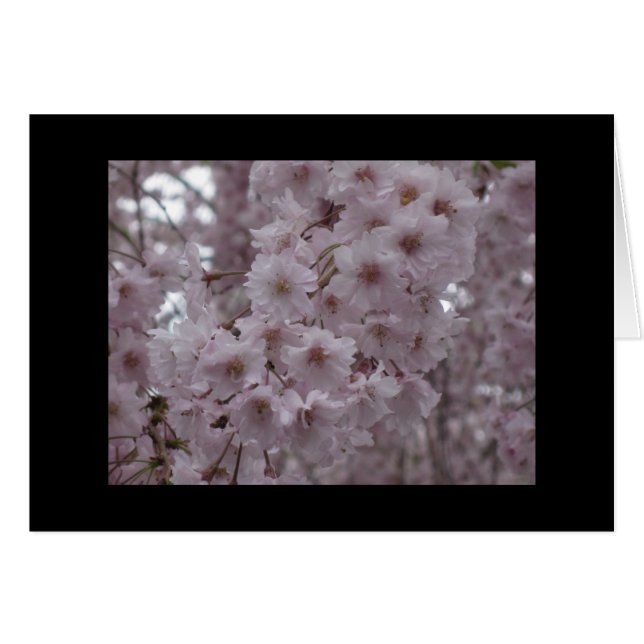 Cherry Blossoms (Vorderseite (Horizontal))