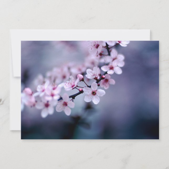 Cherry Blossoms (Vorderseite)