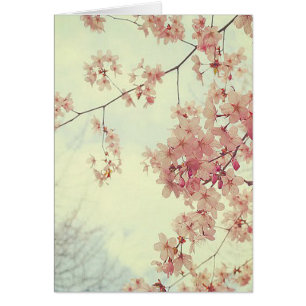 Cherry Blossoms