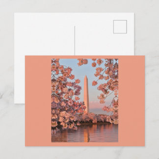 Cherry Blossoms and Washington Monument Postcard Postkarte