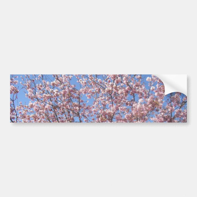 Cherry Blossoms Autoaufkleber (Vorne)
