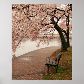 Cherry Blossoms Canvas Print Poster