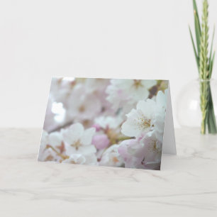 Cherry Blossoms Card Weiße Blossom Karte