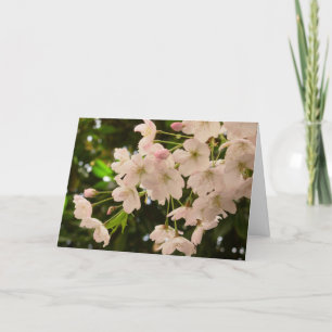 Cherry Blossoms Card Weiße Blossom Karte