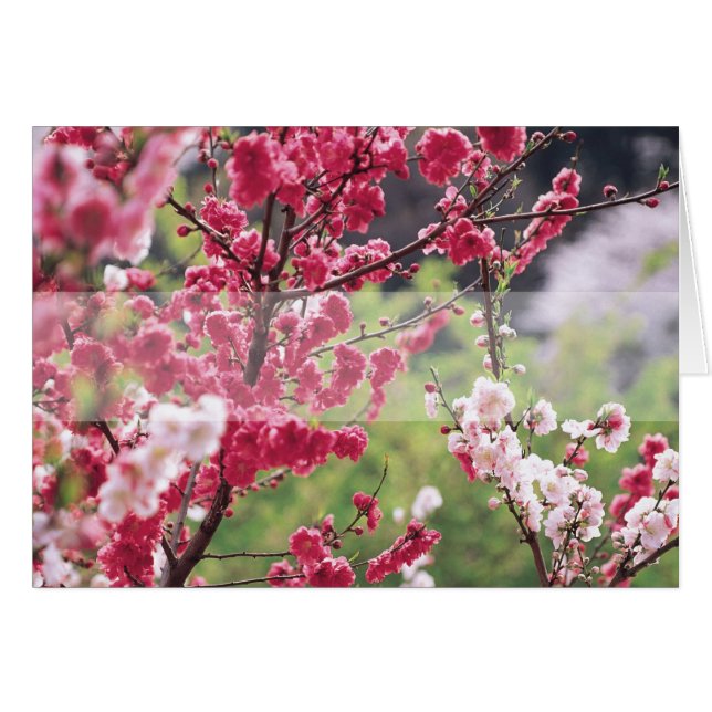 Cherry Blossoms D1 Blank Floral Grußkarte (Vorderseite (Horizontal))