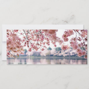 Cherry Blossoms Einladung