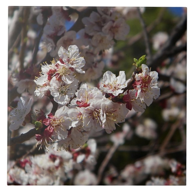 Cherry Blossoms Fliese (Vorderseite)