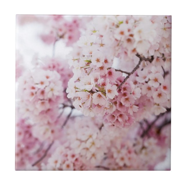 Cherry Blossoms Fliese (Vorderseite)