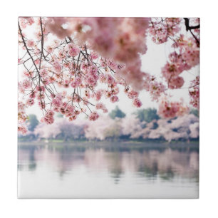 Cherry Blossoms Fliese