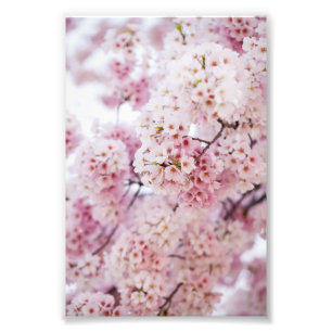 Cherry Blossoms Fotodruck