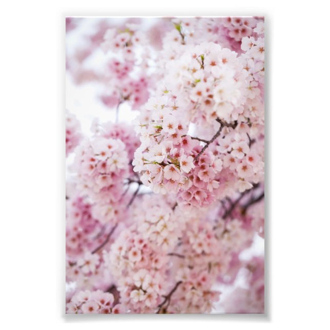 Cherry Blossoms Fotodruck (Vorne)