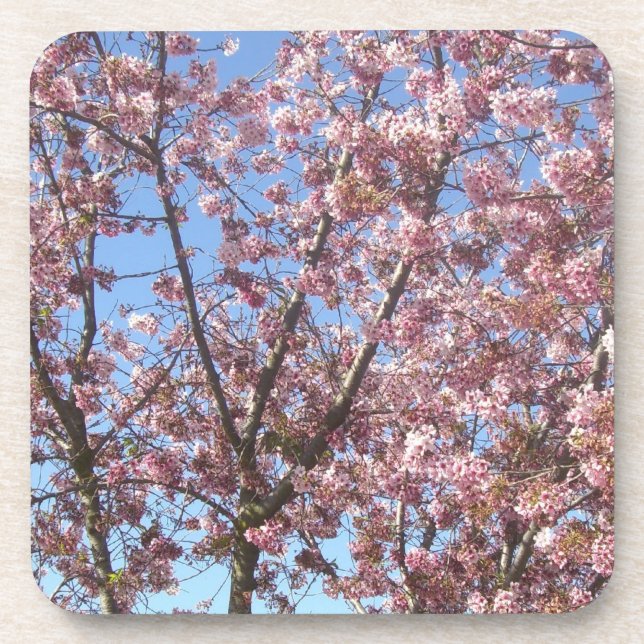 Cherry Blossoms Getränkeuntersetzer (Vorderseite)