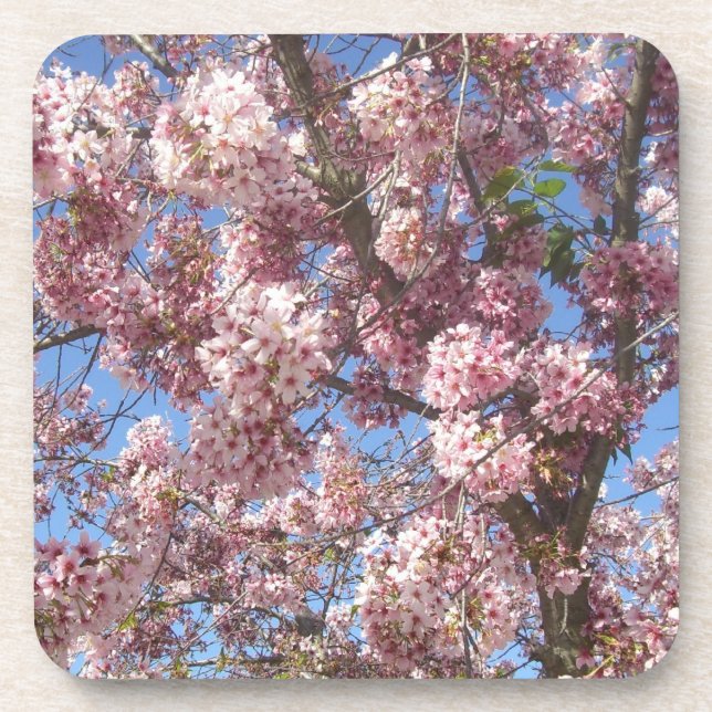 Cherry Blossoms Getränkeuntersetzer (Vorderseite)